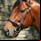 American Pharoah
